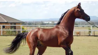 Породистого скакуна-призера похитили в Алматинской области