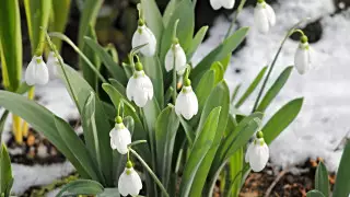 Теплая погода ожидается в первый день весны