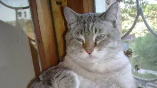 "Кокос был чудесным". Любимый кот журналиста из Караганды стал мемом