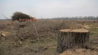 1800 деревьев вырубят на месте аэропортовского кольца в Алматы