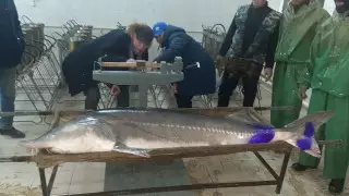 148-килограммовую белугу выловили в Урале