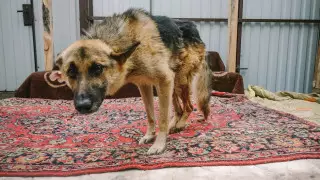 28 дел начаты за жестокое обращение с животными