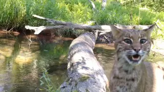 Рысь, койот, медведь, ворона... В Сети выкладывают видео с "самого популярного у животных моста"