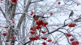 Зима не сдается. О погоде на три дня рассказали синоптики