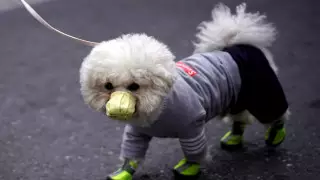 Могут ли домашние животные заразить человека коронавирусом