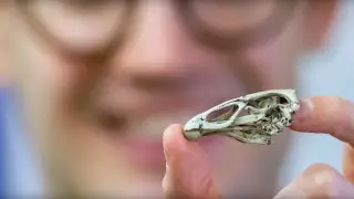 "Предка" курицы показали ученые