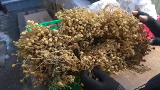 "Люди будто с ума посходили": Жители Костаная скупают адраспан