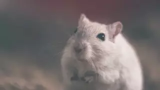 В Китае зафиксирована смерть от хантавируса