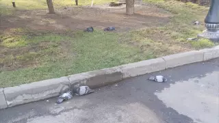 Причину массовой гибели голубей в Алматы выясняют специалисты
