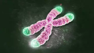 Ученые впервые в истории омолодили клетки человека - СМИ