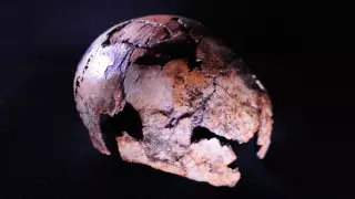 Найдены самые древние останки прямоходящего человека