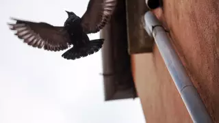 Очевидцы стали свидетелями побега из карантина по водосточной трубе в Шымкенте