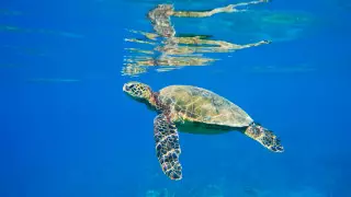 Океаны могут восстановиться к 2050 году - ученые