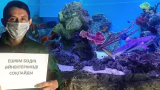 "Никто не корчит нам рожицы". Алматинский зоопарк поддержал #скучающийфлешмоб 