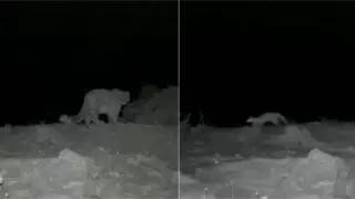 Каменную куницу и снежного барса сняли на видео в Иле-Алатауском парке