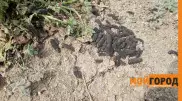 Нашествие похожих на червей существ напугало жителей Уральска