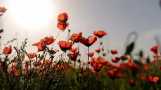 До 33 градусов жары ожидается в Казахстане