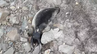 Мертвых тюленей обнаружили на побережье Каспия