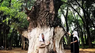 700-летний вяз, который вызывает трепет. Священное дерево Киели Агаш