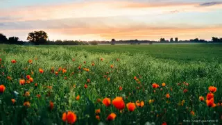 Токаев: Коронавирус показал наше безответственное отношение к природе