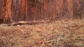 Леопард-загадка попался на камеру