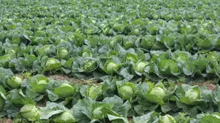 Шөкеев: Шаруалар проблемасын айтып, шу көтерді