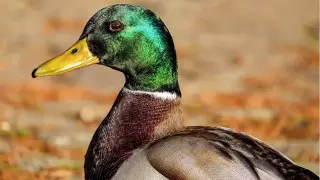 Птица сбила выпущенную в танк американскую ракету