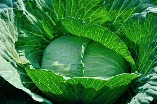 Министерство заявило о низком спросе на казахстанскую капусту