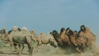 Оспу выявили у верблюдов в Мангистауской области