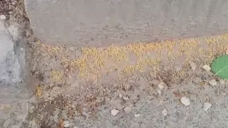 Алматинцы пожаловались на "нашествие червей"