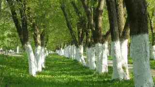 "Нашествие червей" в Алматы: почему опасно бороться побелкой