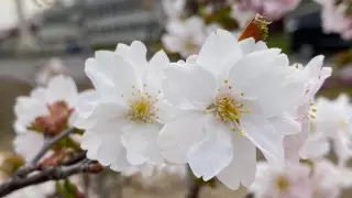 Сорт сакуры "Нур-Султан" вывели в Японии