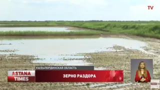 Посевы риса под угрозой гибели в Кызылординской области