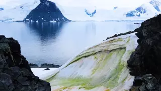 Антарктида покрывается зеленым снегом