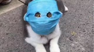 У кошки в России выявили COVID-19