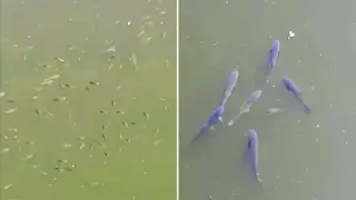 Странное поведение рыбы объяснили некачественной водой в Есиле