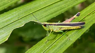 Казахстан готовится к крупному нашествию саранчи