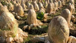 Капустное поле из "Чужого" и страшный шум на крыше. 20 пугающих снимков природы