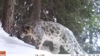 "Влюбленные" барсы попали на видео близ Алматы