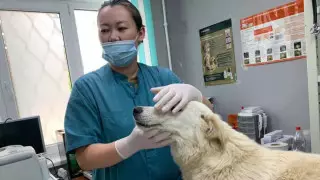 Душил собаку дверцей: Зоозащитники рассказали о состоянии животного