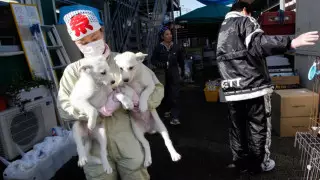 Әлем елдерінде жануарлардың құқығы қалай қорғалған?