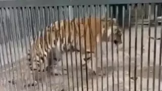 Измученную тигрицу сняли на видео в зоопарке Караганды