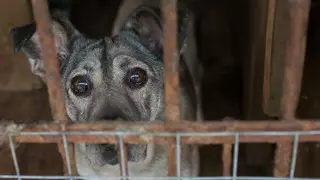 На месте животного завтра может быть ребенок - Аружан Саин о живодерстве