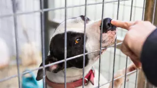 Жестокое обращение с животными: причины агрессии подростков назвала эксперт