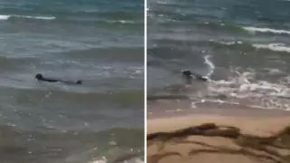 В Мангистау тюлени покусали детей