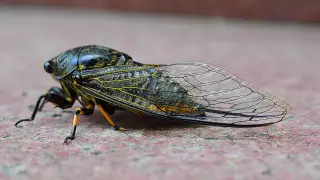 Цикады напугали жителей Актюбинской области