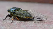 Цикады напугали жителей Актюбинской области