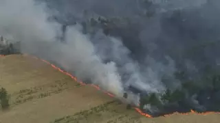 Лесной пожар в Павлодарской области показали с высоты