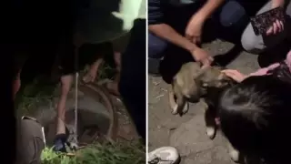 Спасение щенка ребенком сняли на видео в Алматы