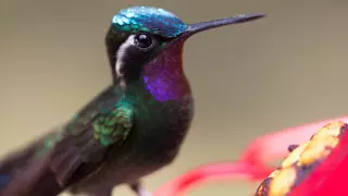Колибри видят цвета, недоступные человеку - ученые